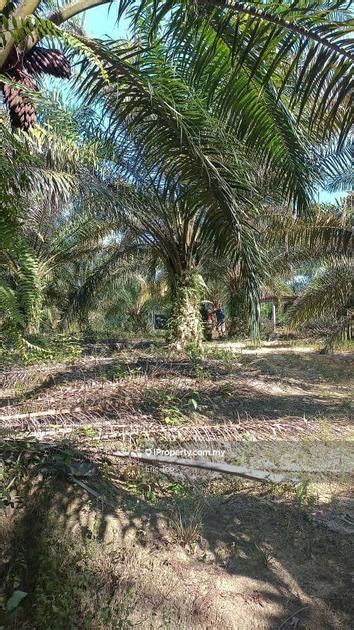 Manong Ekar Oil Palm Farm Land For Sale Sitiawan For Sale