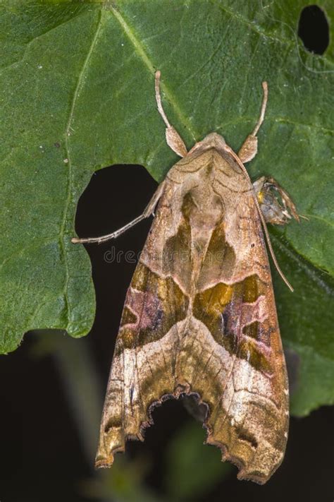 Angle Shades Phlogophora Meticulosa Stock Photo Image Of Moths Angle