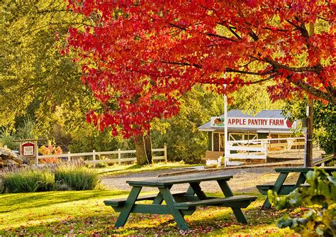 Apple Hill Has The Most Charming Apple Orchards In Northern California