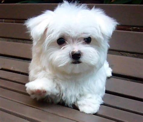 15 Best Small Dog Breeds for Indoor Pets ... Lifestyle