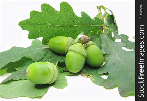 Oak Tree Leaves And Nuts - Free Stock Images & Photos - 16083010 ...