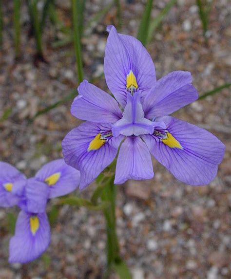 Moraea Polystachya