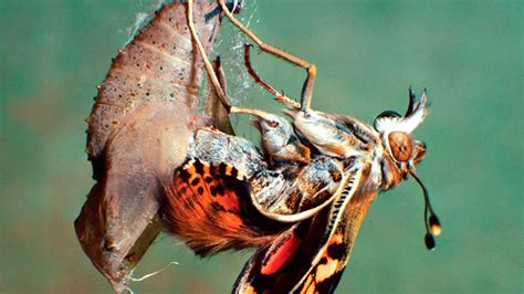 El Experto En Metamorfosis De Insectos Xavier Bell S Publica Un Nuevo