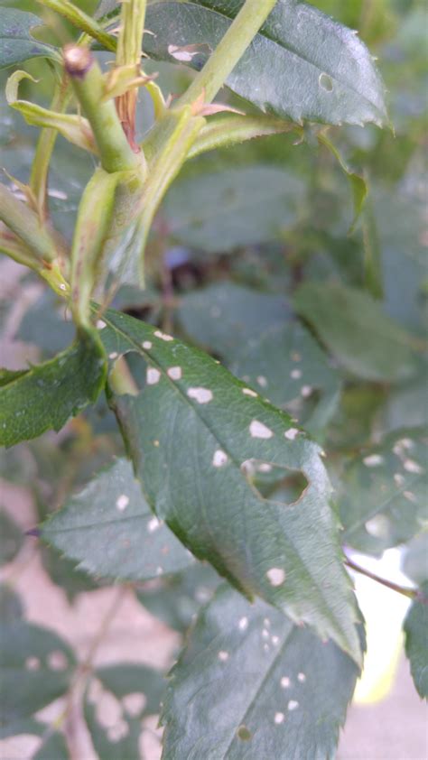 What Is Eating My Rose Bush And How To Stop It Gardening