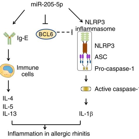 Schematic Diagram Of Mir P Regulatory Mechanism In Allergic