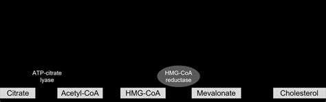 Mechanism Of Action Of Bempedoic Acid Relative To Statins ATP