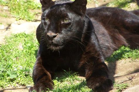 Are There Really Black Panthers? - The National Wildlife Federation Blog