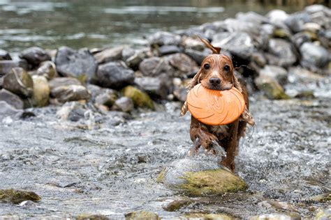 運動も遊ぶのも大好き！イングリッシュ・コッカー・スパニエルの魅力 愛犬との旅行ならイヌトミィ