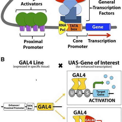 Marcm Technique A The Cell Carries A Gal4 Insertion And A Uas Gfp Download Scientific