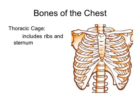 Pain In Right Side Of Chest Near Sternum Right Side Chest Pain Causes