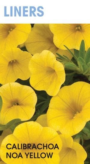 Calibrachoa x hybrida Noa Yellow from First Step Greenhouses