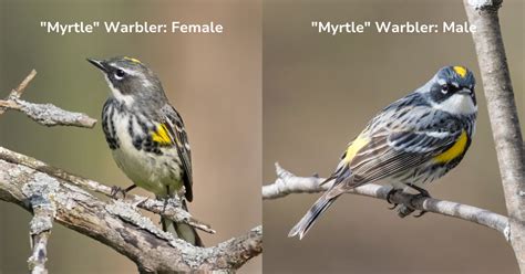 Yellow Rumped Warbler Male Vs Female Key Differences