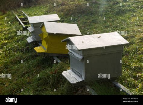 Country Field With Bee Hive In The Winter Months Beekeeping Bee