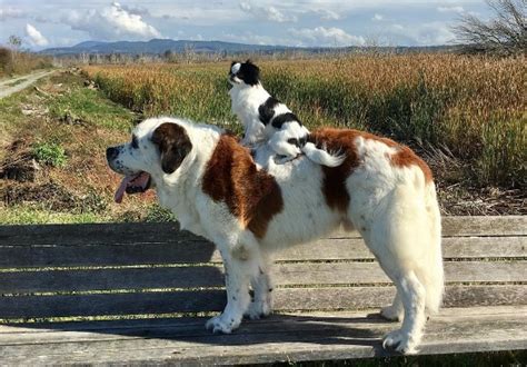 St. Bernard - Temperament, Lifespan, Shedding, Puppy