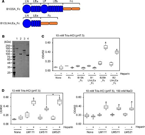 Characterization Of Heparin Binding To The Laminin β 2 Short Arm A