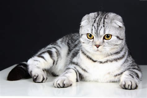 Scottish Fold Gray Pet Cute Eyes Animal Kitten Wool Cat Hd