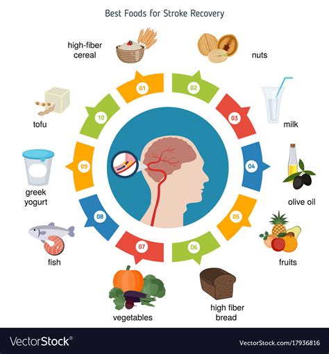 Best Foods For Stroke Recovery Royalty Free Vector Image