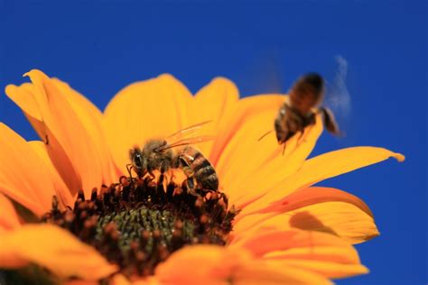 Why Support Pollinators In Your Garden The Todd Group