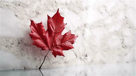 Happy Canada Day red silk maple leaf on white textured wall, copy space ...