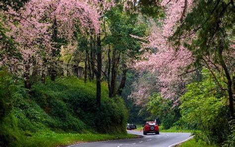 Shillong Cherry Blossom Festival Is Back; To Be Held From November 17 To 26