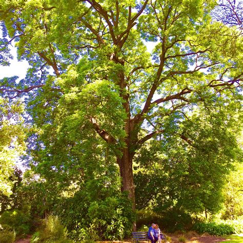 Australian Red Cedar - The Diggers Club