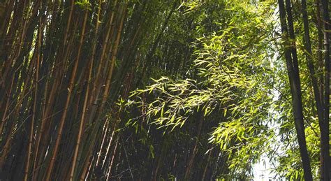 Growing bamboo in the desert - Bambu Batu