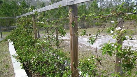 Kiowa Blackberry Trellis March 10 2018 Youtube