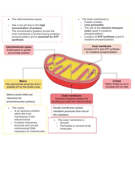 Mitochondria Structure