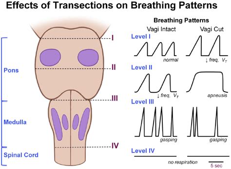 Respiratory Center Simplified | Epomedicine