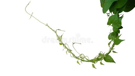 Liana Jungle Climbing Vines Set Isolated On White Background C Stock