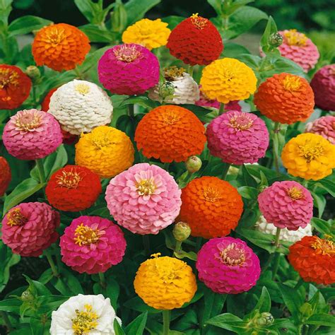 Lilliput Zinnias Seed - Zinnia Mix Flower Seed