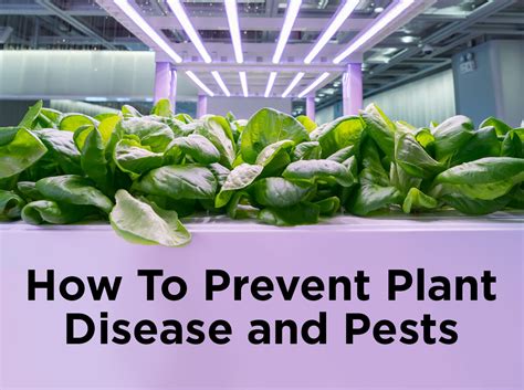 How to Prevent Plant Disease and Pests — 1000Bulbs Blog