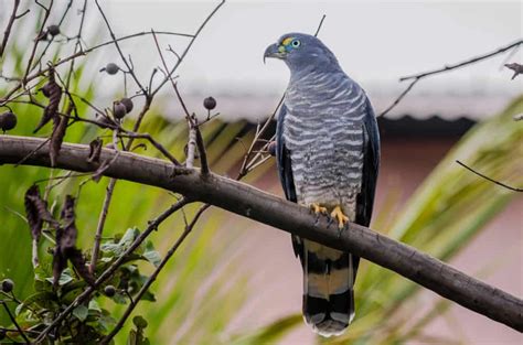 Cuban Kite The Ultimate Guide Operation Migration