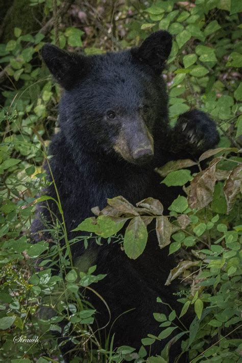 Black Bear Cub - Steven Strauch Photography