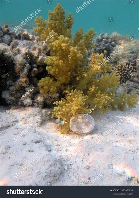 Beautiful Coral Reefs Red Sea Stock Photo 2195978053 | Shutterstock