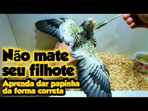 CALOPSITA É MUITO FÁCIL DE TRATAR NA PAPINHA NÃO MATE SEU FILHOTE