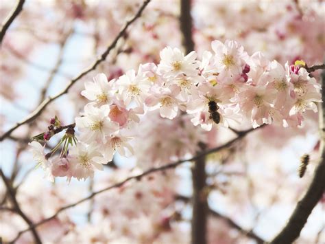 Free Images Nature Branch Flower Petal Bloom Food Spring