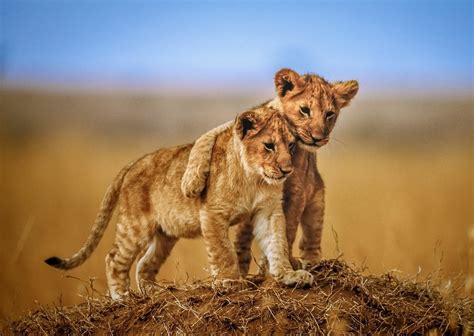 Hd Wallpaper Of Playful Lion Cubs In Nature By Jeffrey C Sink