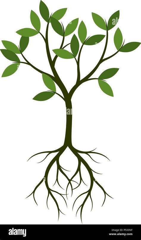 Green Tree With Root Vector Illustration Stock Vector Image Art Alamy