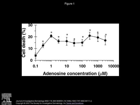 Adenosine Receptors As Mediators Of Both Cell Proliferation And Cell