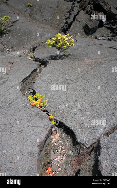 Lava Und Pionier Pflanzen Auf Dem Kilauea Iki Trail Im Volcanoes