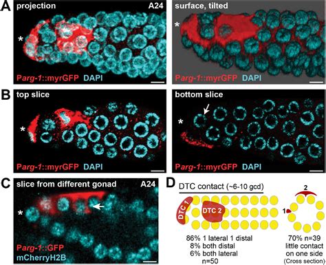 Sexual Dimorphism Of Niche Architecture And Regulation Of The