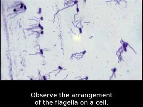 Structural Stains Endospore Capsule And Flagella YouTube