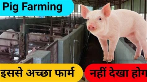 Pig Farming In India Pig Farm Structure Design Plan सअर पलन क