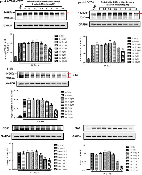 The C Kit Kinase Inhibitor Imatinib Mesylate Inhibits Endothelial