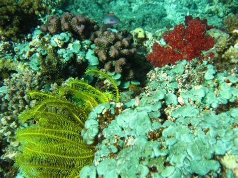 Rainbow-Reef-Scuba-Diving-Taveuni-Fiji-015