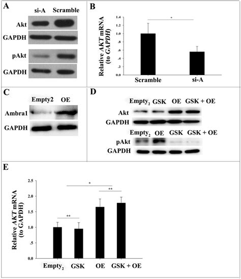 Ambra Regulates The Expression Of Akt Pakt A Mda Mb Cells Were