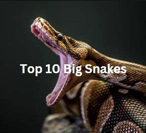 Serpentine Giants Unveiling The Top 10 Big Snakes In The World