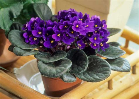 How To Repot African Violets Ensuring Thriving Blooming Beauties