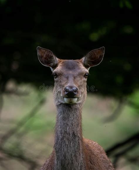 Vertical Shot Of A Deer Looking At At The Camera With An Isolated Green